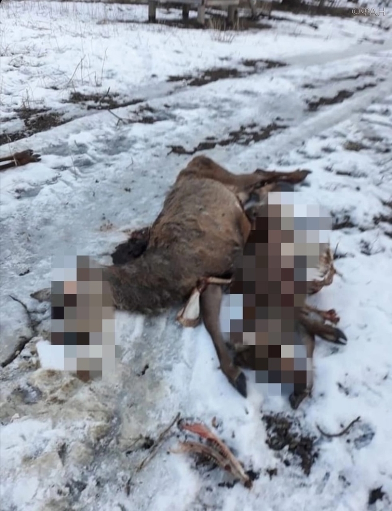 Опровергнута версия о причастности охотников к гибели оленей в санатории Курской области