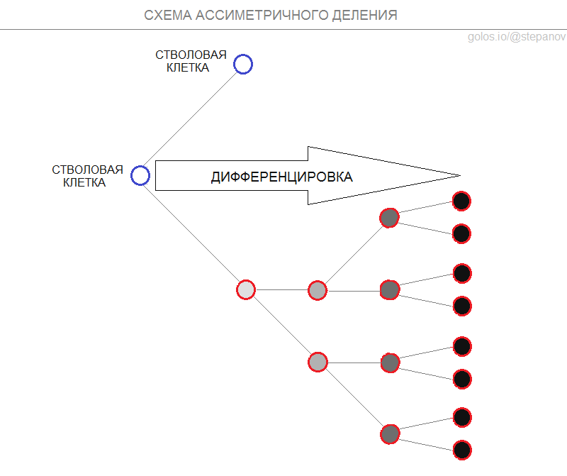 Предел Хейфлика и продолжительность жизни человека наука,стволовые клетки