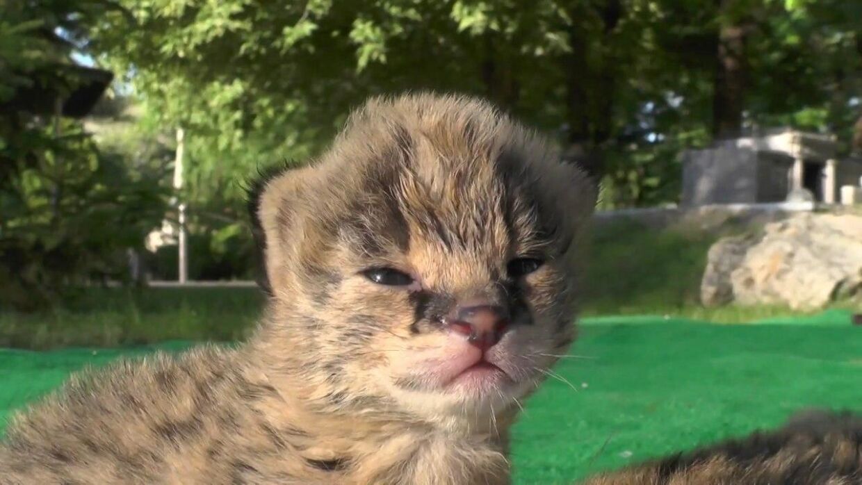 Котят сервала выкармливают вручную в зоопарке в Крыму. ФАН-ТВ