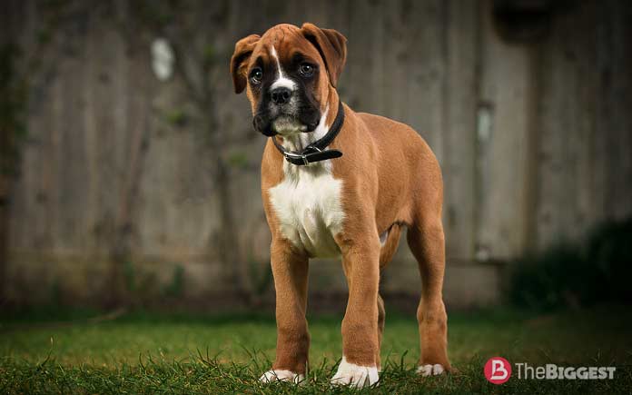 Самые опасные собаки в мире: Боксер
