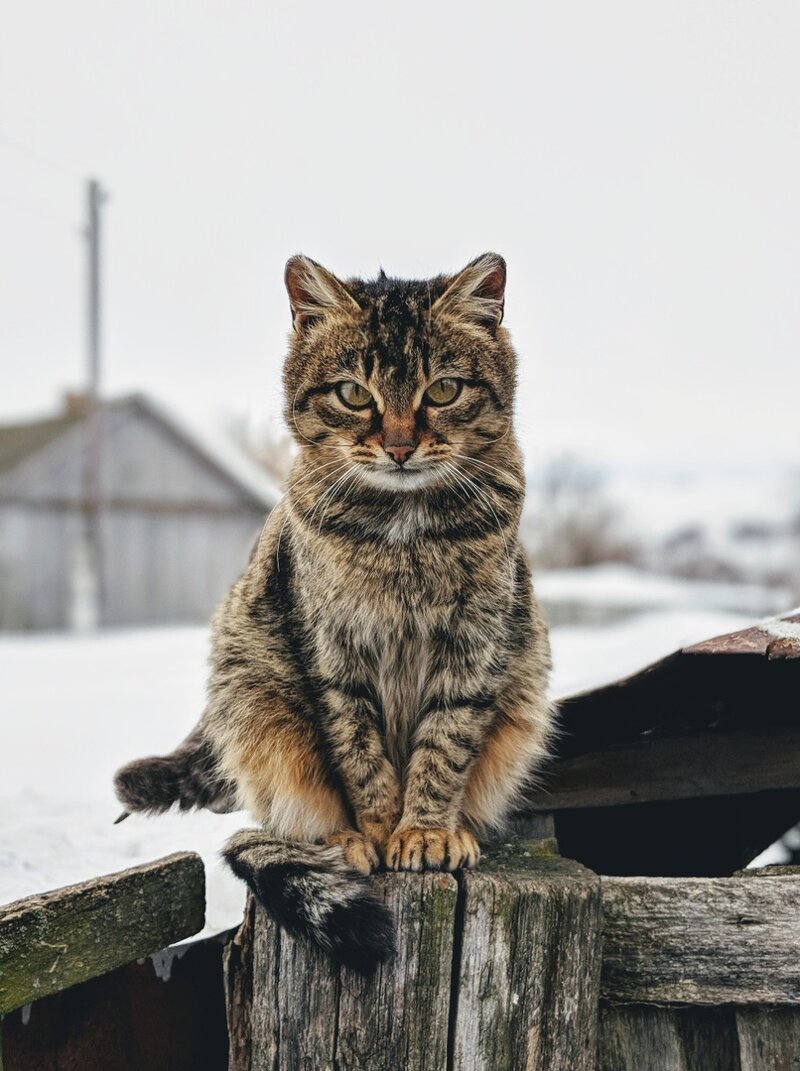 Был бы забор, а кот найдётся! город, домашние животные, забор, кот, кошка, село, улица, эстетика