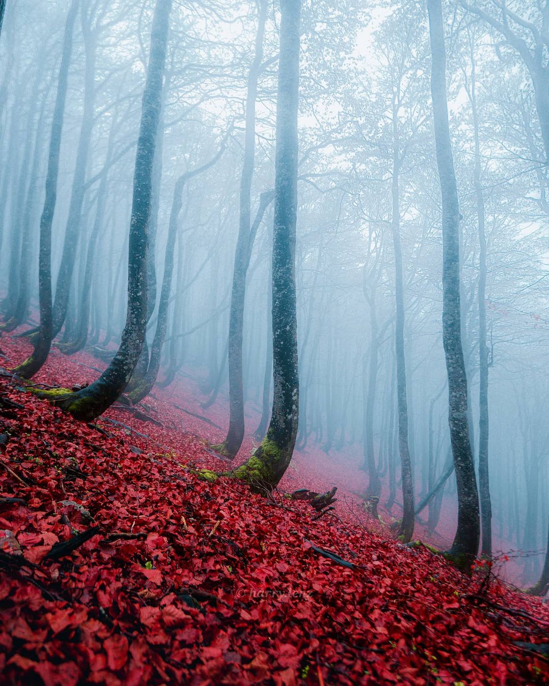 Фотограф-путешественник Гарри Томлянович открывает красоту мира 