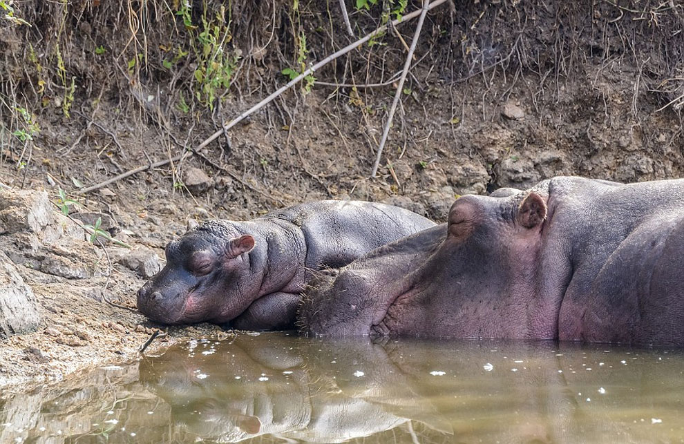 Как травоядное животное закусило крокодилом Как травоядное животное закусило крокодилом