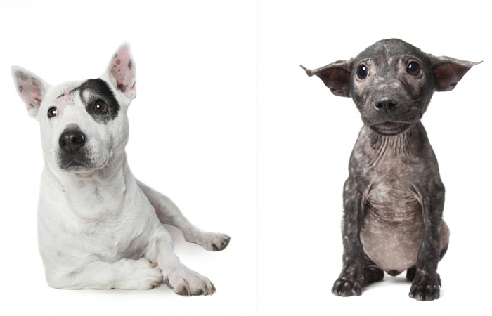 Фотограф Алекс Сирнс делает портреты собак, которые прекрасны в своём несовершенстве.