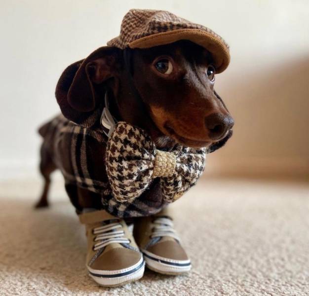 Подборка прикольных картинок  приколы,смешные картинки,юмор