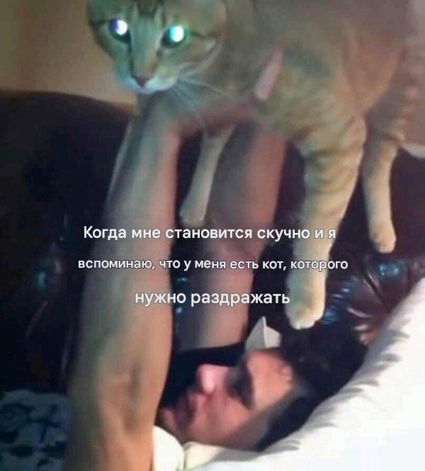 Прикольные мемы для тех, кто любит кошек: «Странный шум внизу…» 