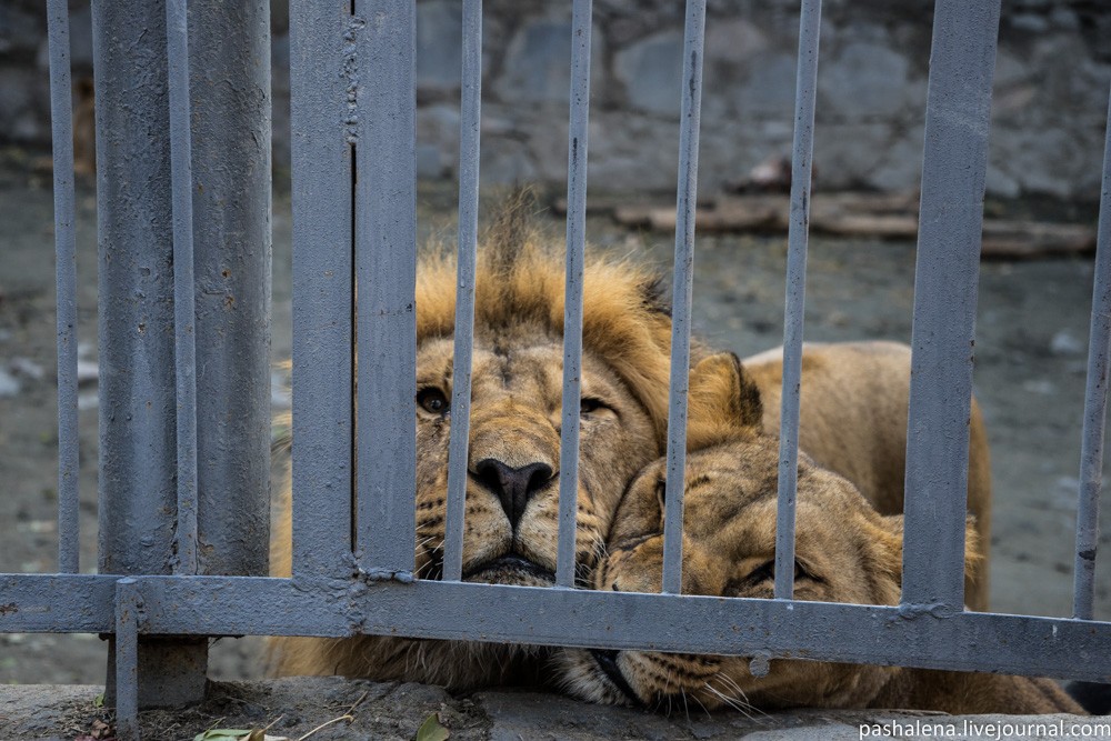 Отрада Армении: Ереванский зоопарк Армения,зоопарк,самостоятельные путешествия,экскурсионный тур