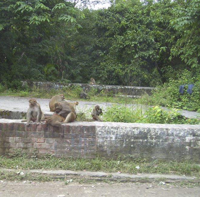 обезьяны