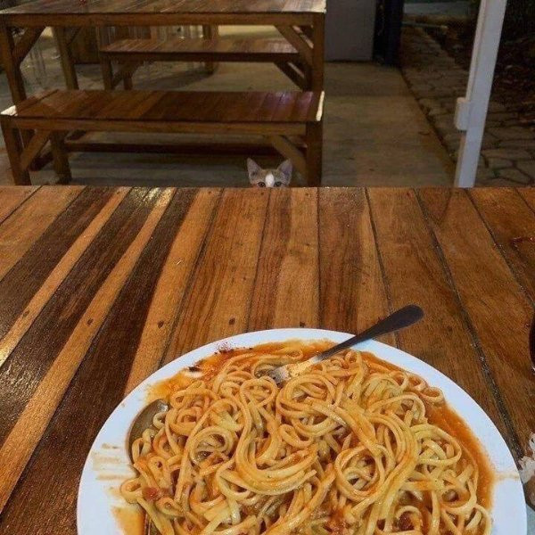 Прикольные мемы для тех, кто любит кошек: «Странный шум внизу…» 