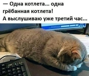 Дневник котэ 