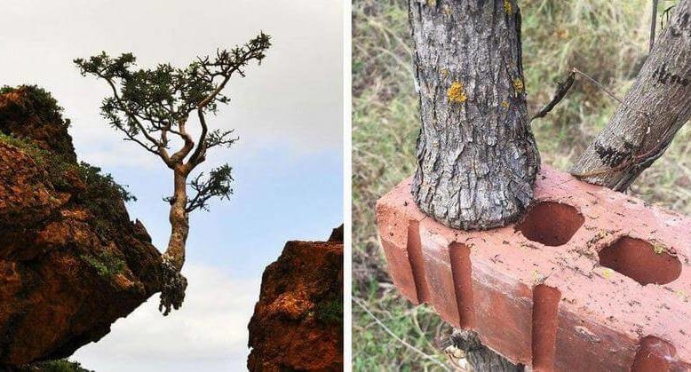 30 деревьев, которые продолжают расти несмотря ни на что