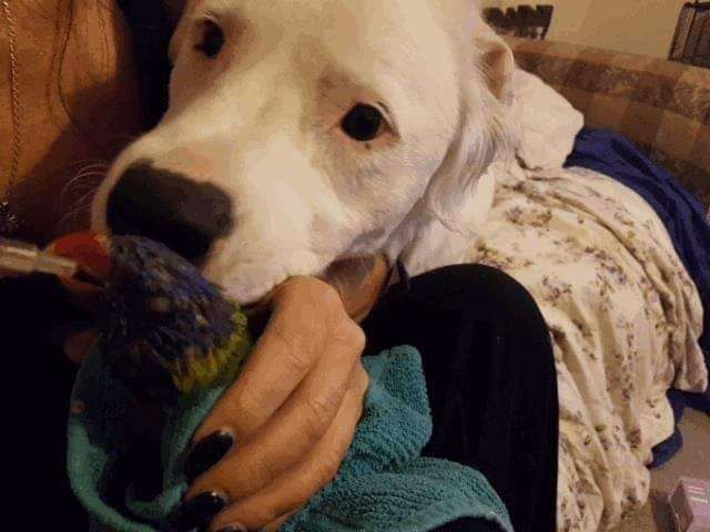 собака и попугай