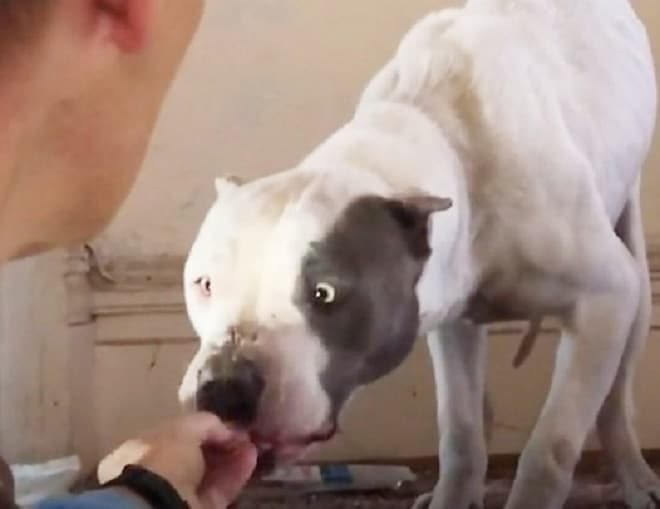 Собака и рука