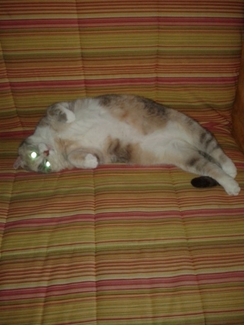 кошка на диване