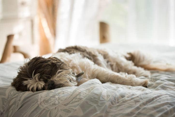 20 вещей, которые вам 100% знакомы, если у вас есть собака 20 вещей, которые вам 100% знакомы, если у вас есть собака