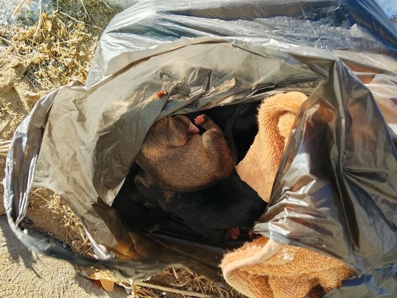 В Атамановке десять новорождённых щенков выбросили на мороз в пакете