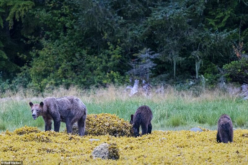 Печальное зрелище: тощие медведи гризли в Канаде бродят в поисках еды