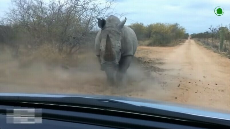 Видео: схватки носорогов, или почему этих животных все боятся