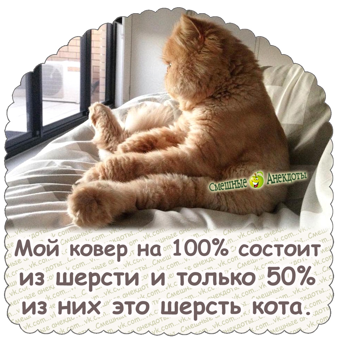 байки про котов 16 байки,позитив,смех,улыбки,юмор