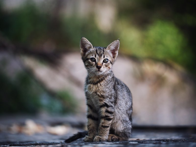 Очень колоритные уличные коты город, кот, кошка, уличная жизнь, уличный кот, эстетика