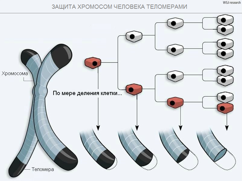 Предел Хейфлика и продолжительность жизни человека наука,стволовые клетки