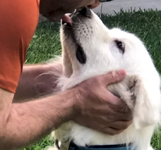 Собаку целуют 