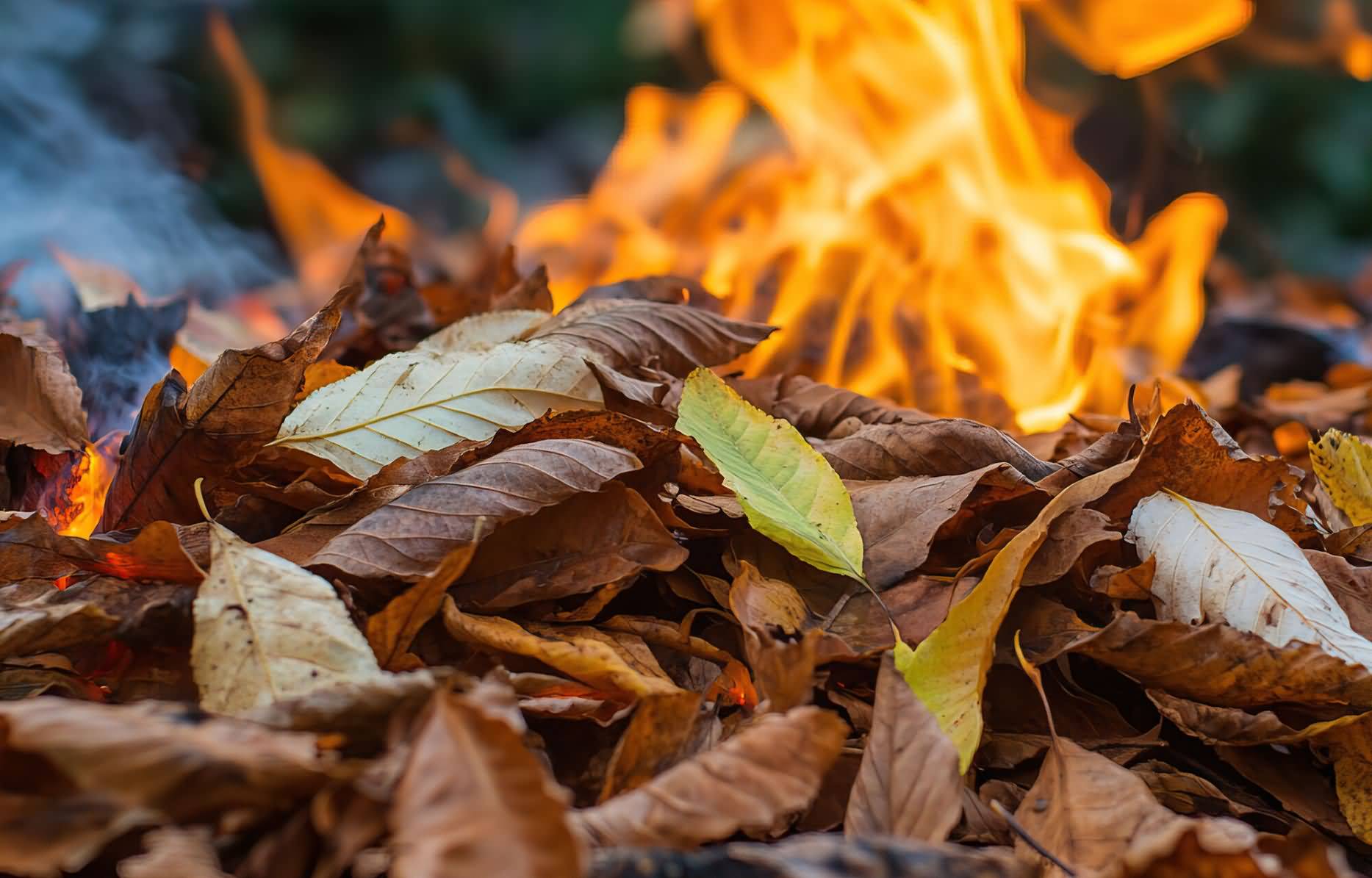 Красивые ароматы на раннюю осень