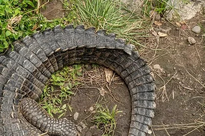 Загадочная туша аллигатора без головы и хвоста озадачила жителей одного города