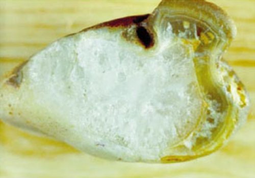 ОТКРЫТИЕ КРЕМНИЕВОЙ ФОРМЫ ЖИЗНИ  НА ЗЕМЛЕ  