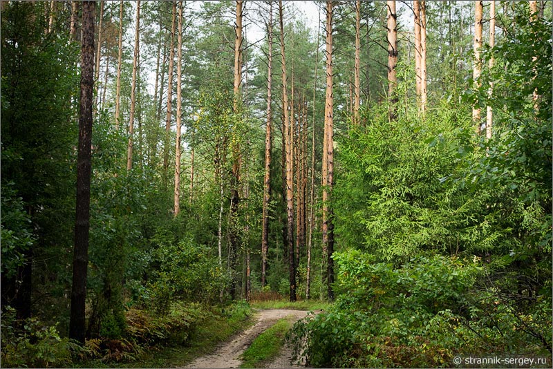 Леса в луге. Лужский район лето лес. Лужский район леса. Леса Медведевского района. Лес в Луге.