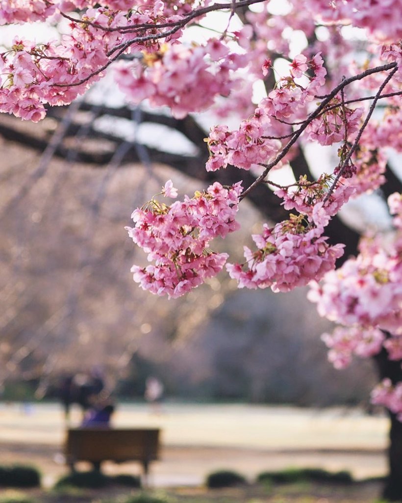 Как насладиться цветением сакуры в Японии в условиях карантина Путешествия,фото