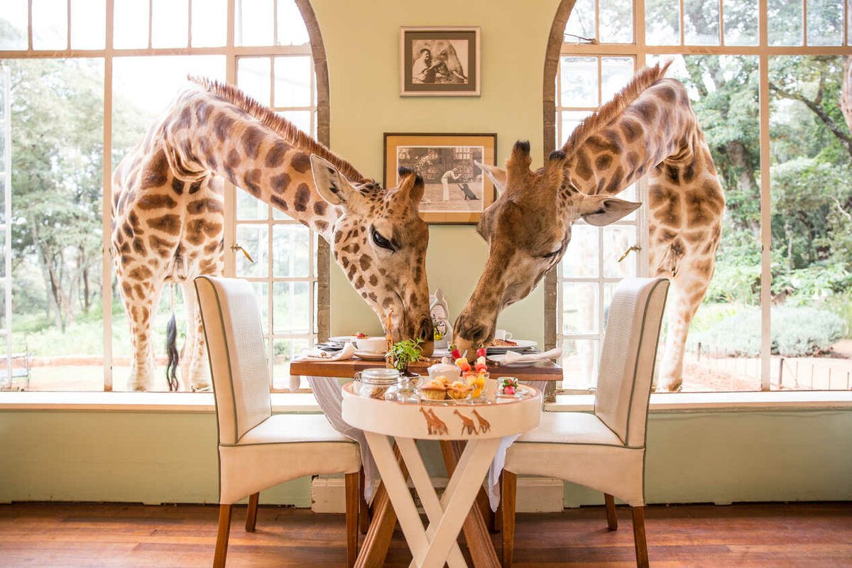 Увидеть и умереть. - усадьба жирафов жирафы,Кения,отдых,путешествие,турист,усадьба жирафов