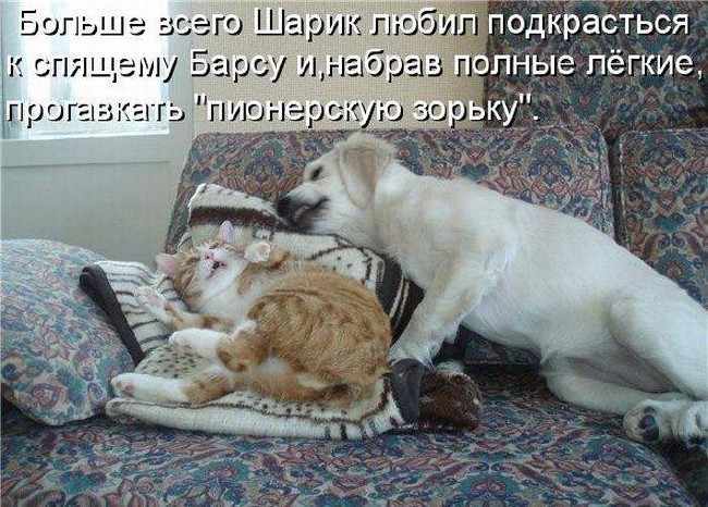 Подборка смешных картинок и прикольных фотографий с надписями со смыслом Подборка смешных картинок и прикольных фотографий с надписями со смыслом
