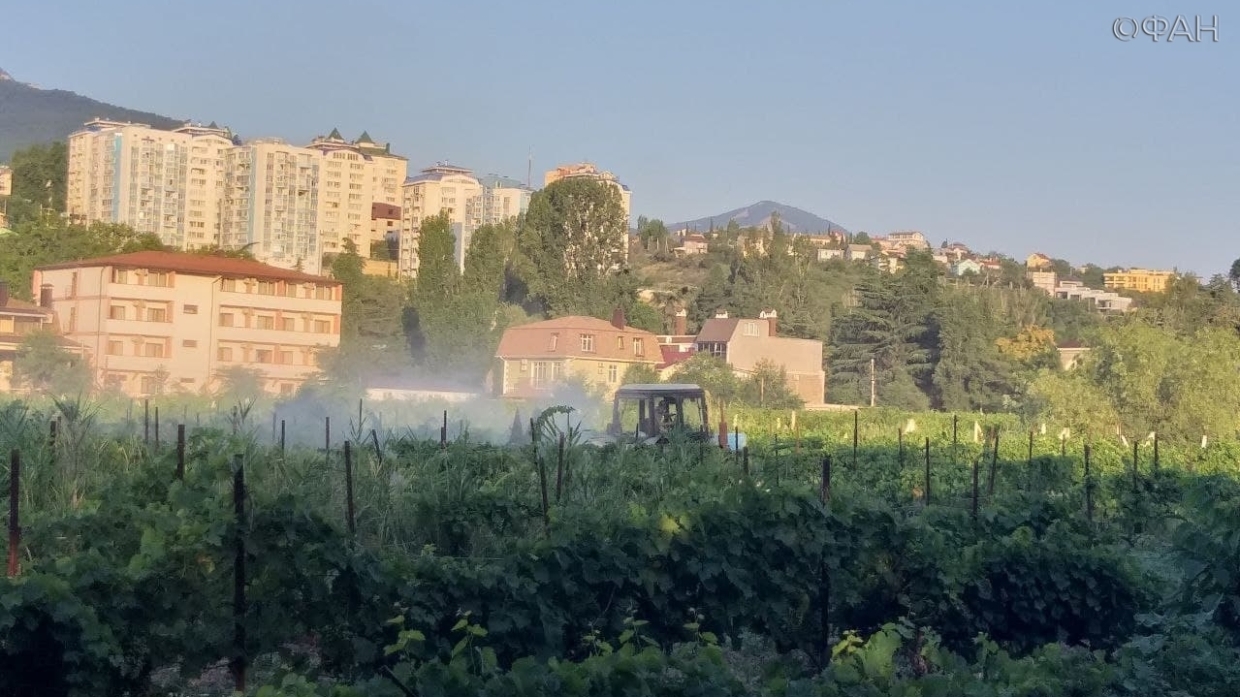 Алуштинцы сообщили об опрыскивании виноградников «Массандры» неизвестным веществом Общество