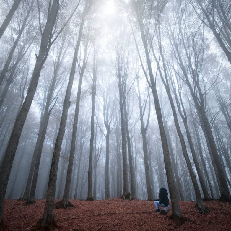 Самые красивые леса планеты на волшебных снимках Мануэло Бечекко лес,отдых,природа,турист,Фотография