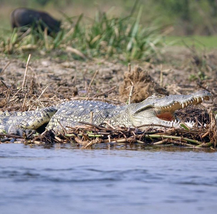 Как бегемот спас водяного козла от крокодила выживание, животные, помощь