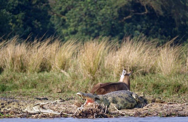 Как бегемот спас водяного козла от крокодила выживание, животные, помощь