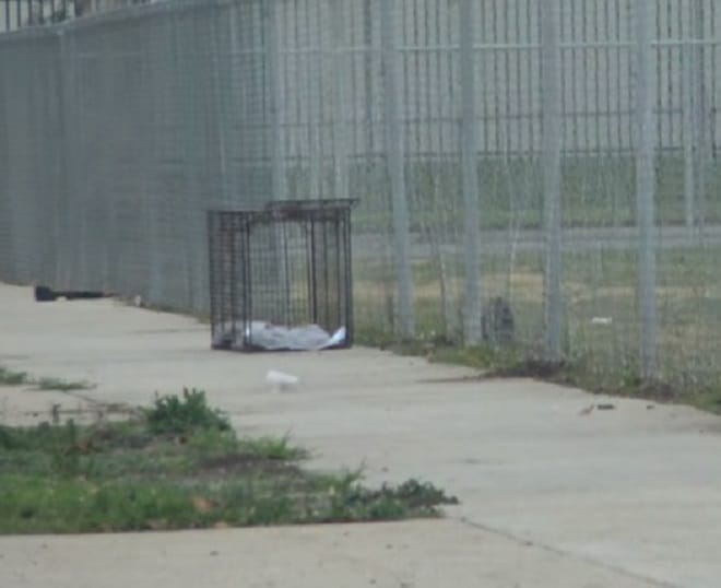 Ловушка стоит 