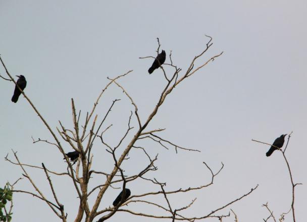 Птица черная с черным клювом. Чёрная птица с большим клювом