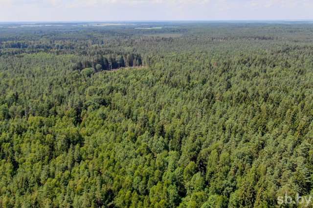 Леса 13 районов Беларуси открыты для посещения без ограничений.