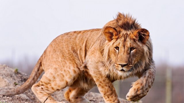 Яглев — это гибрид самца ягуара и львицы-самки. © facts   
