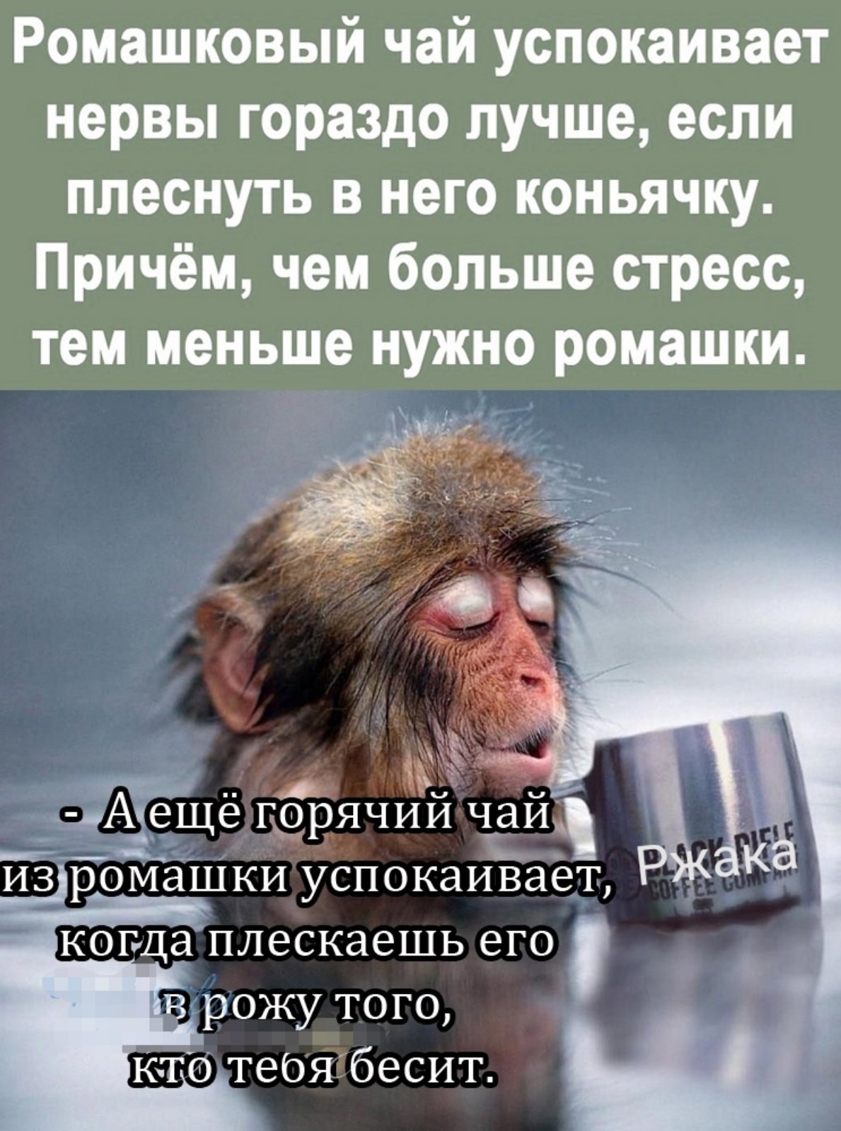 Фото Обезьяны С Пивом