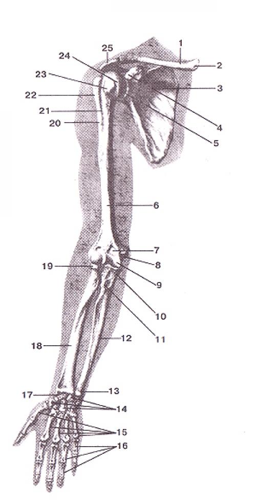 Строение руки пальцев. Основы анатомии кисти: три главных сустава наших пальцев