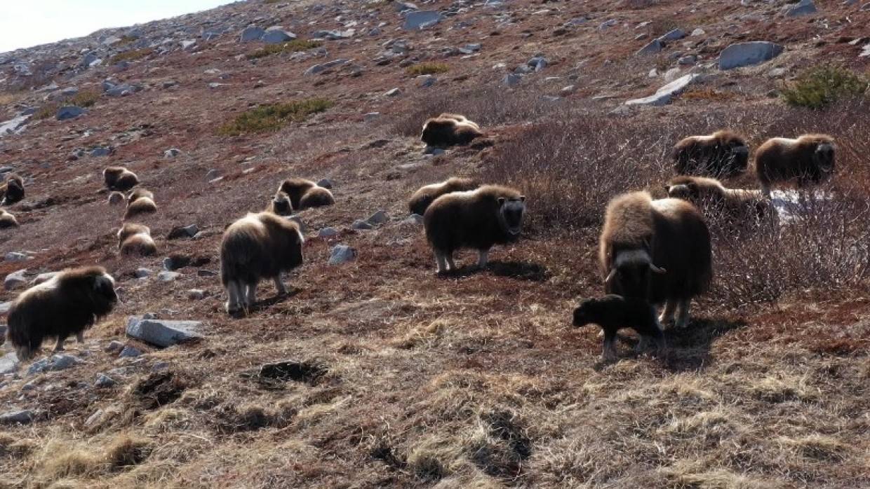 Глава северной общины Теребихин рассказал о продаже пуха ямальских овцебыков