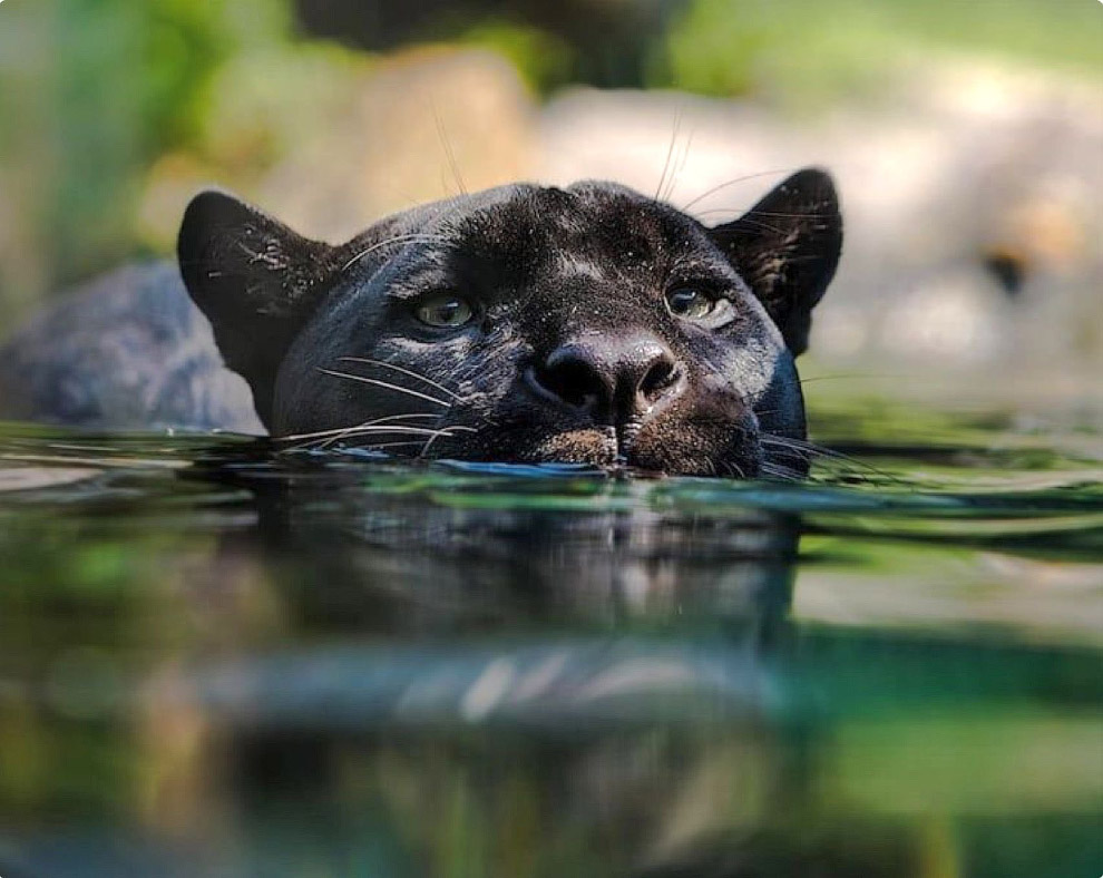 Черные пантеры — это просто кошки размера XXL животные,интересное,кошки,леопарды
