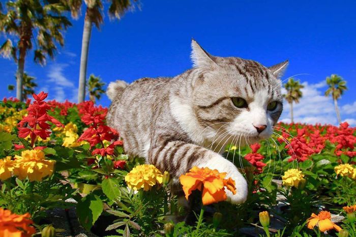 Photogenic-Cat-Noraneko-Nyankichi-Japan