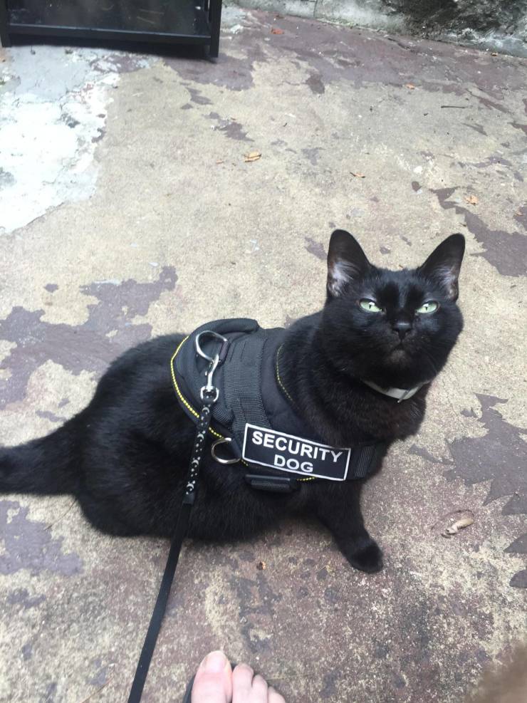 Подборка прикольных картинок  приколы,смешные картинки,юмор