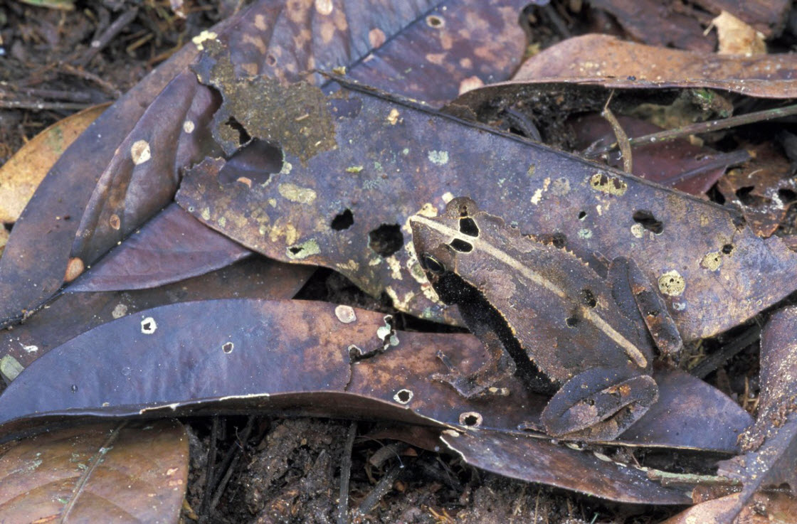 Короли камуфляжа из животного мира Короли камуфляжа из животного мира животные