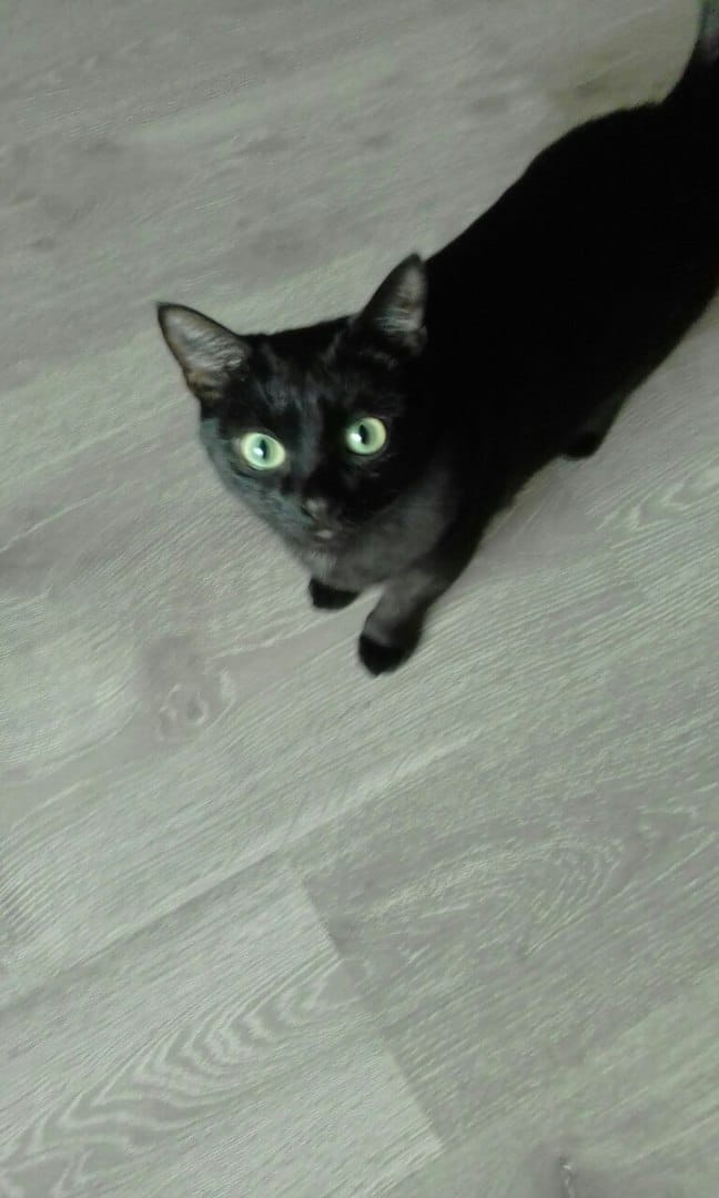 черная кошка