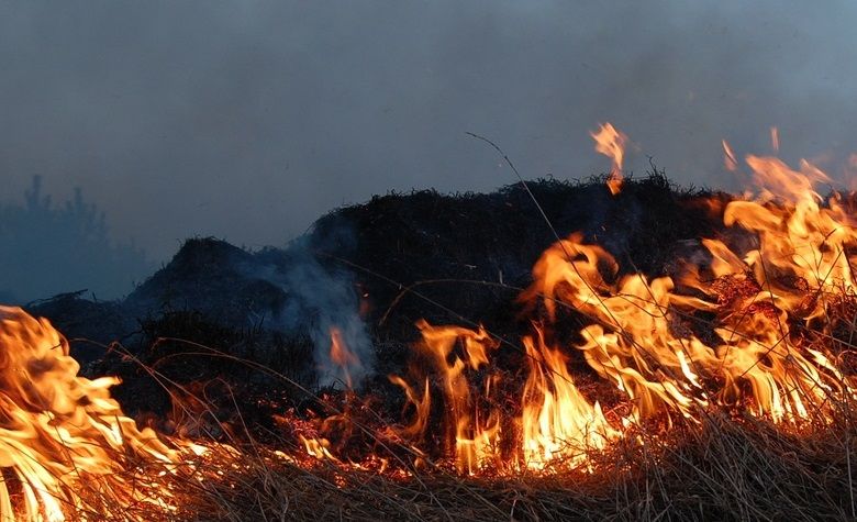 Глава Минприроды РФ связал мощные лесные пожары в Рязанской области с поджогами